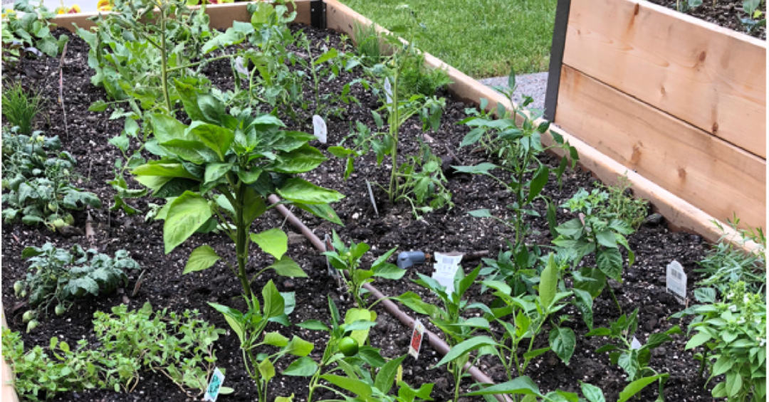 garden