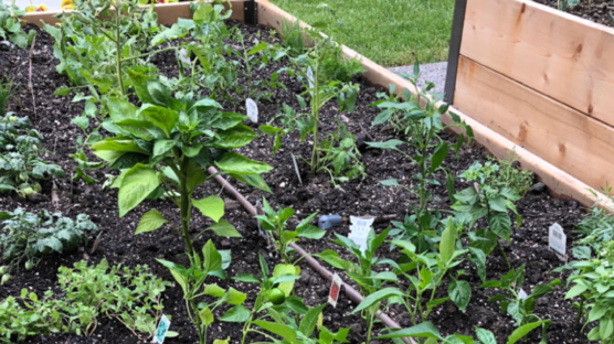 garden