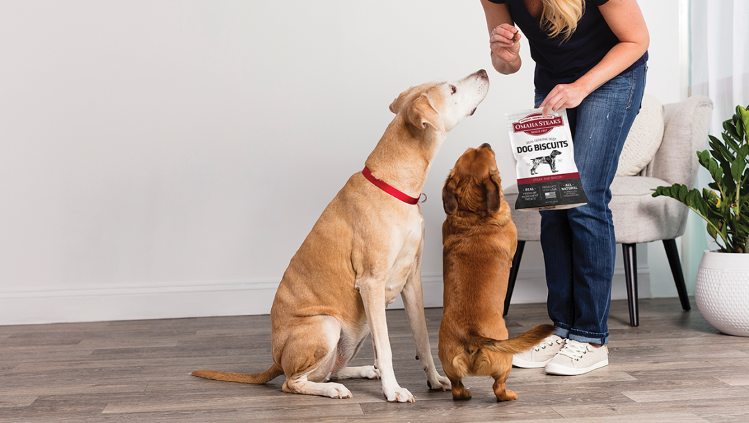 woman holding dog biscuits in living room with two brown dogs sitting at attention