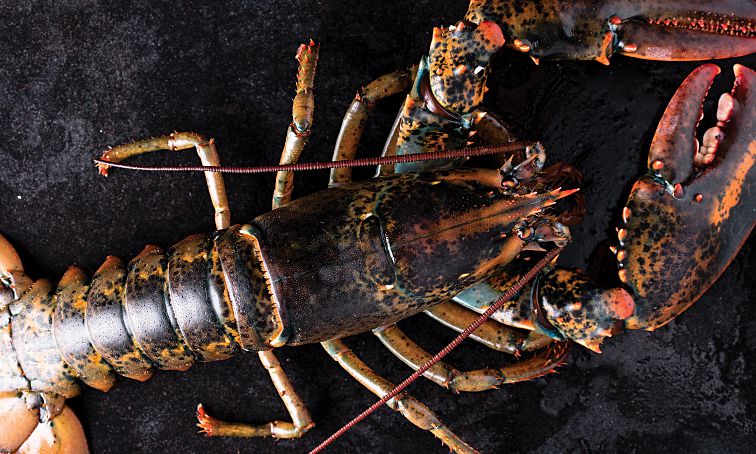 lobster omaha steaks