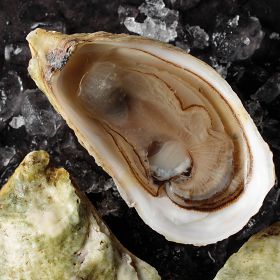 1 pkg. Fresh Malpeque Oysters