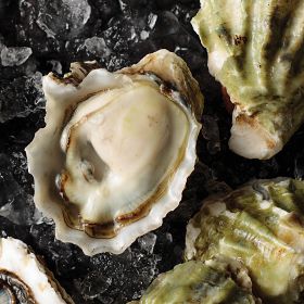 1 pkg. Fresh Kumamoto Oysters