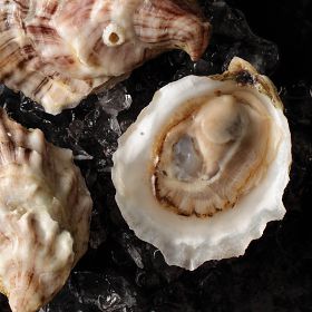 1 pkg. Fresh Plymouth Champagne Oysters